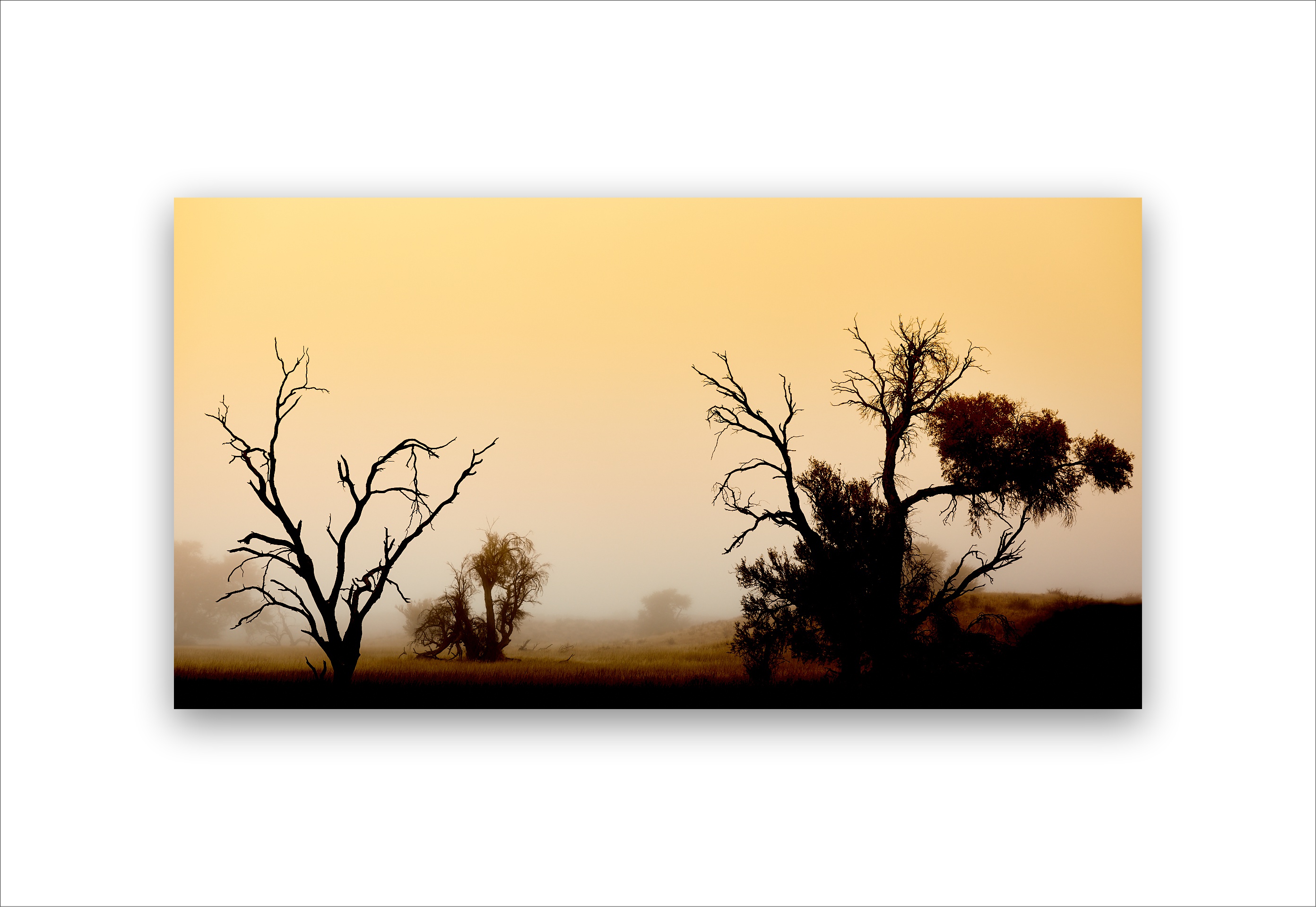 A misty scene of kalahari trees that combines intriguingly elegant shapes, lines, and soft tones to create a surreal atmosphere of the usually hot and dry semi-arid region.