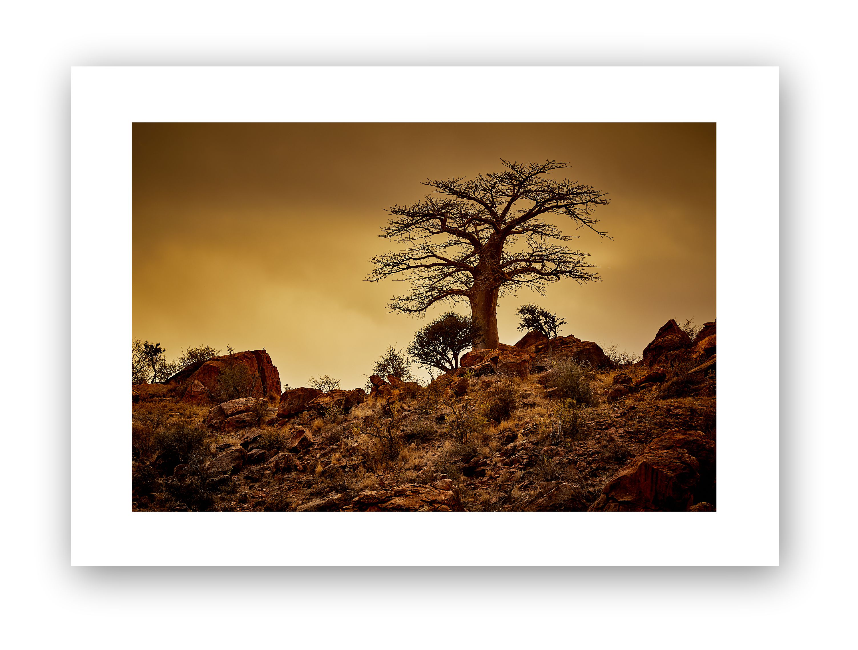 A single Boabab tree high on a rocky ridge bathed in the warm glow of orange sky
