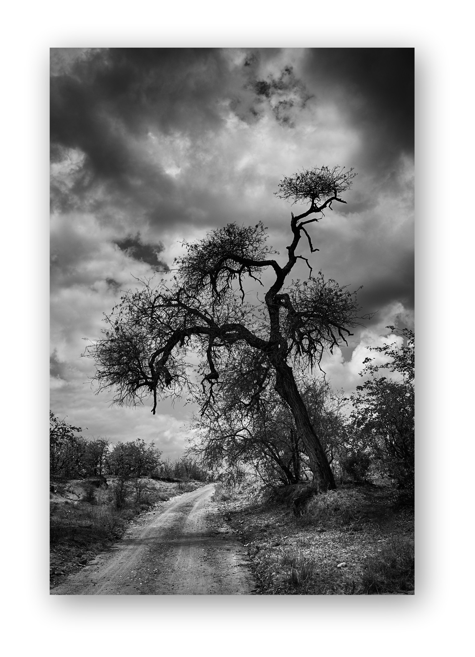 Bushveld tree with looming storm and light breaking through onto a road leading into the distance